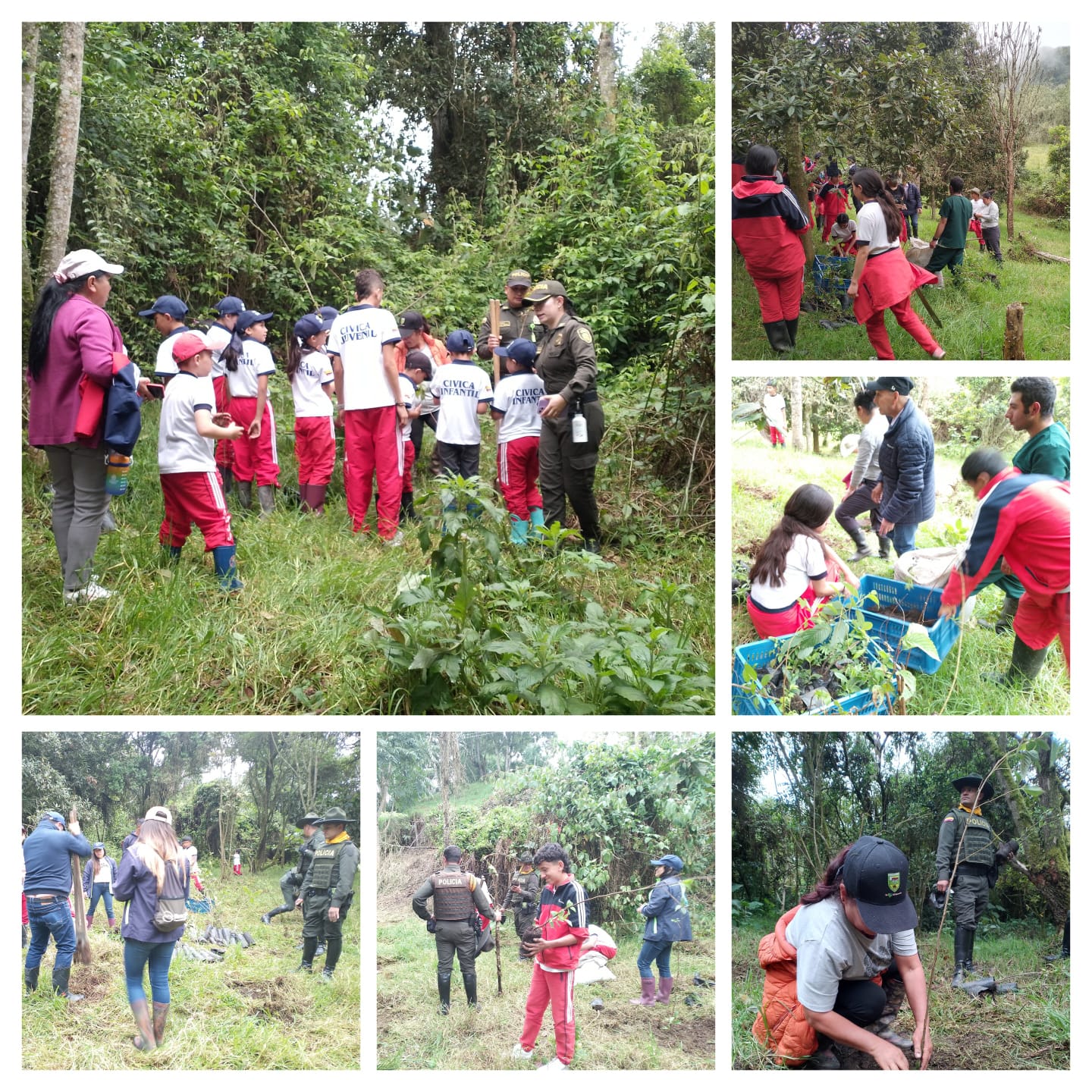 Adjunto Reforestación predio la Laguna .jpeg