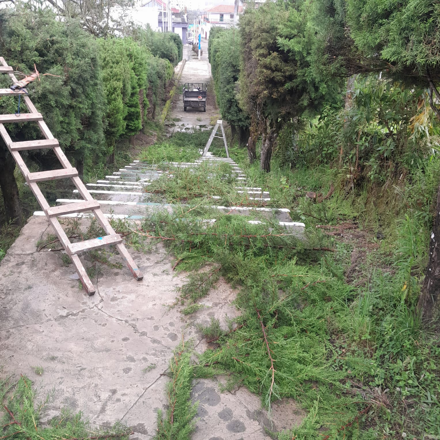 Adjunto Poda de arboles.jpeg