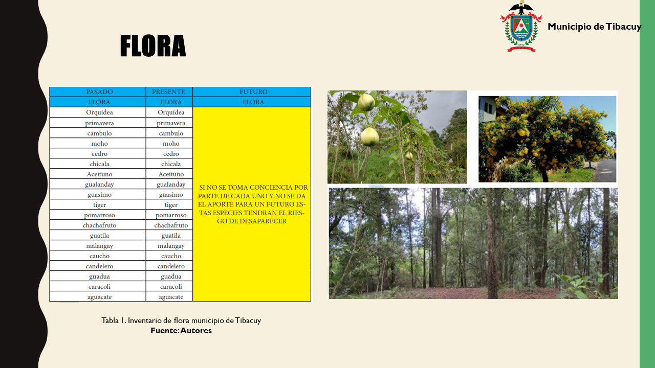 TIBACUY: Flora